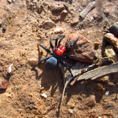 Missulena occatoria (Red-headed Mouse Spider) at Belconnen, ACT - 20 May 2015 by CathB