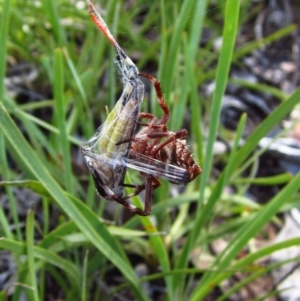 Hortophora sp. (genus) at Cook, ACT - 6 Feb 2016 09:53 AM