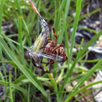 Hortophora sp. (genus) (Garden orb weaver) at Cook, ACT - 5 Feb 2016 by CathB