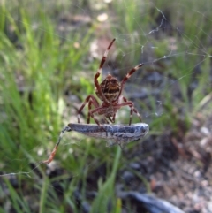 Hortophora sp. (genus) at Cook, ACT - 6 Feb 2016 09:53 AM