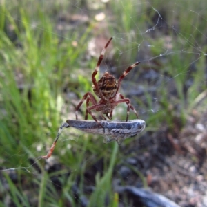 Hortophora sp. (genus) at Cook, ACT - 6 Feb 2016 09:53 AM