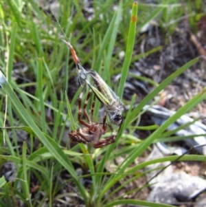 Hortophora sp. (genus) at Cook, ACT - 6 Feb 2016