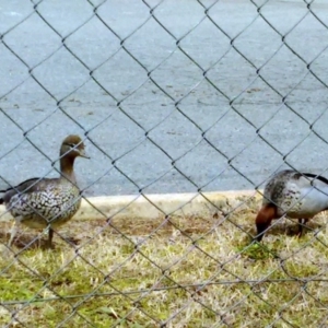 Chenonetta jubata at Macquarie, ACT - 23 Aug 2016 11:37 AM