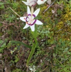 Wurmbea dioica subsp. dioica (Early Nancy) at Mulligans Flat - 23 Aug 2016 by CedricBear