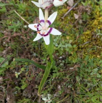 Wurmbea dioica subsp. dioica (Early Nancy) at Mulligans Flat - 23 Aug 2016 by CedricBear