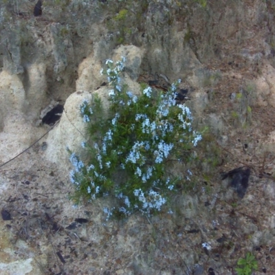 Rosmarinus officinalis (Rosemary) at Isaacs, ACT - 18 Aug 2016 by Mike