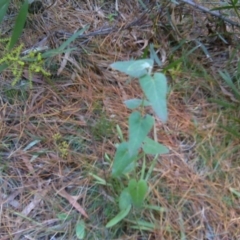 Oxypetalum coeruleum (Tweedia or Southern Star) at Isaacs Ridge and Nearby - 9 Aug 2016 by Mike