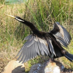 Anhinga novaehollandiae at Pambula, NSW - 8 Aug 2016