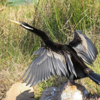 Anhinga novaehollandiae (Australasian Darter) at Panboola - 8 Aug 2016 by Panboola