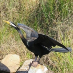 Anhinga novaehollandiae at Pambula, NSW - 8 Aug 2016