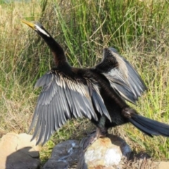Anhinga novaehollandiae at Pambula, NSW - 8 Aug 2016 12:12 PM