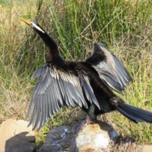 Anhinga novaehollandiae at Pambula, NSW - 8 Aug 2016