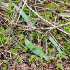 Cyanicula caerulea at Majura, ACT - 23 Aug 2016