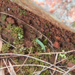 Cyanicula caerulea at Majura, ACT - 23 Aug 2016