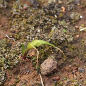 Wurmbea dioica subsp. dioica at Majura, ACT - 23 Aug 2016 10:36 AM