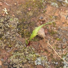 Wurmbea dioica subsp. dioica at Majura, ACT - 23 Aug 2016