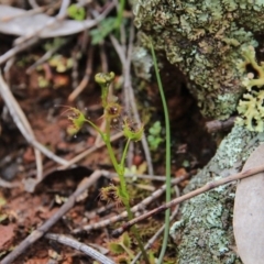 Drosera sp. (A Sundew) at Majura, ACT - 23 Aug 2016 by petersan