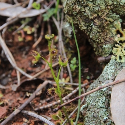 Drosera (genus) (A Sundew) at Majura, ACT - 23 Aug 2016 by petersan