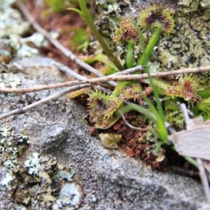 Drosera sp. at Majura, ACT - 23 Aug 2016