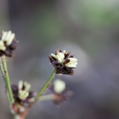 Luzula densiflora (Dense Wood-rush) at Murrumbateman, NSW - 21 Aug 2016 by SallyandPeter