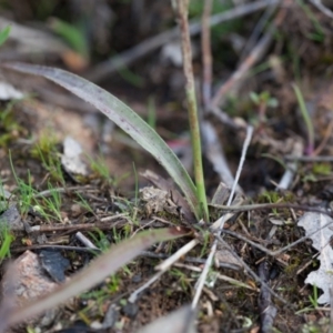 Luzula densiflora at Murrumbateman, NSW - 21 Aug 2016 04:40 PM