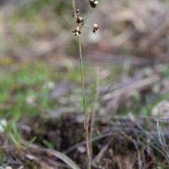 Luzula densiflora at Murrumbateman, NSW - 21 Aug 2016 04:40 PM