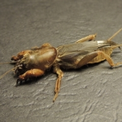 Gryllotalpa sp. (genus) (Mole Cricket) at Barneys Hill/Mt Stranger - 5 Mar 2016 by michaelb