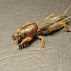 Gryllotalpa sp. (genus) at Bonython, ACT - 5 Mar 2016 09:22 PM