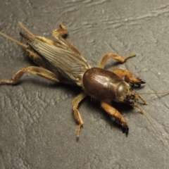 Gryllotalpa sp. (genus) at Bonython, ACT - 5 Mar 2016 09:22 PM