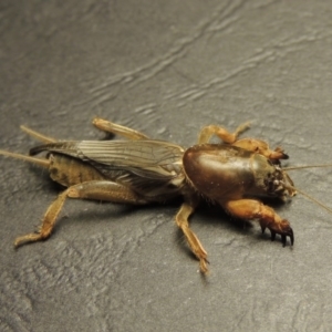 Gryllotalpa sp. (genus) at Bonython, ACT - 5 Mar 2016 09:22 PM