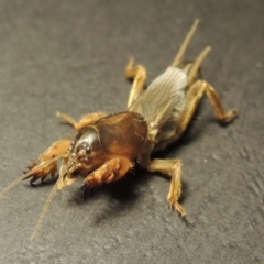 Gryllotalpa sp. (genus) at Bonython, ACT - 5 Mar 2016 09:22 PM