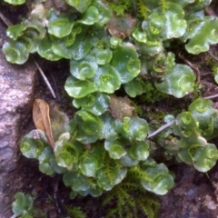 Lunularia cruciata (A thallose liverwort) at Isaacs, ACT - 23 Aug 2016 by Mike