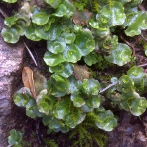 Lunularia cruciata at Isaacs Ridge - 23 Aug 2016