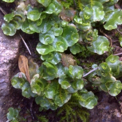 Lunularia cruciata (A thallose liverwort) at Isaacs Ridge and Nearby - 23 Aug 2016 by Mike