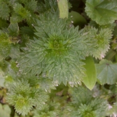 Urtica urens (Small Nettle) at Isaacs Ridge - 23 Aug 2016 by Mike