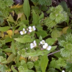 Capsella bursa-pastoris (Shepherd's Purse) at Isaacs Ridge - 23 Aug 2016 by Mike