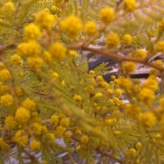 Acacia cardiophylla (Wyalong Wattle) at Isaacs, ACT - 22 Aug 2016 by Mike