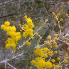 Acacia podalyriifolia (Queensland Silver Wattle) at Isaacs Ridge and Nearby - 22 Aug 2016 by Mike