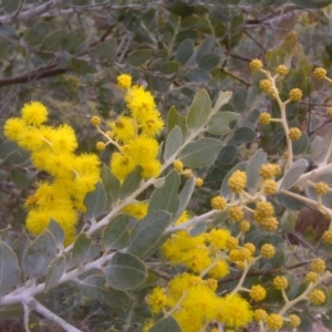 Acacia podalyriifolia at Isaacs, ACT - 22 Aug 2016