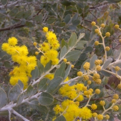 Acacia podalyriifolia (Queensland Silver Wattle) at Isaacs, ACT - 22 Aug 2016 by Mike