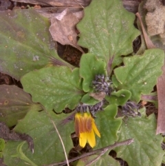 Cymbonotus (genus) at Isaacs, ACT - 22 Aug 2016 12:09 PM