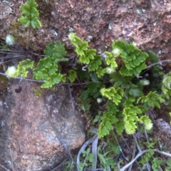 Cheilanthes distans (Bristly Cloak Fern) at Isaacs Ridge and Nearby - 22 Aug 2016 by Mike