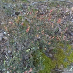 Brachyloma daphnoides (Daphne Heath) at O'Malley, ACT - 21 Aug 2016 by Mike