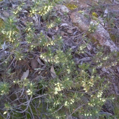 Melichrus urceolatus (Urn Heath) at O'Malley, ACT - 21 Aug 2016 by Mike