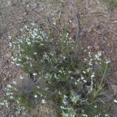 Cryptandra amara (Bitter Cryptandra) at O'Malley, ACT - 21 Aug 2016 by Mike