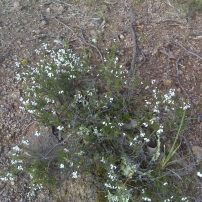 Cryptandra amara (Bitter Cryptandra) at O'Malley, ACT - 21 Aug 2016 by Mike