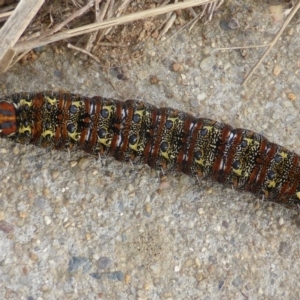 Apina callisto at O'Malley, ACT - 21 Aug 2016 04:22 PM