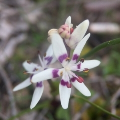 Wurmbea dioica subsp. dioica (Early Nancy) at Majura, ACT - 24 Aug 2016 by JasonC