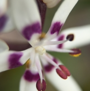 Wurmbea dioica subsp. dioica at Majura, ACT - 24 Aug 2016 07:37 AM