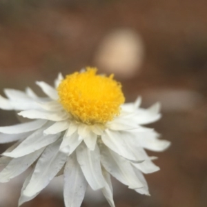 Leucochrysum albicans subsp. tricolor at Watson, ACT - 24 Aug 2016